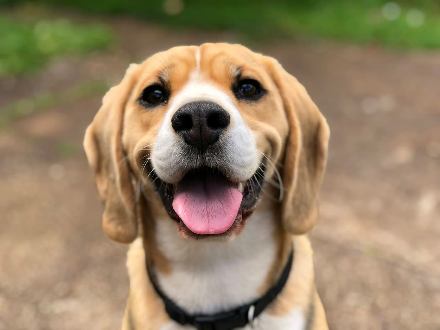 A beagle grinning up at the camera on a park path