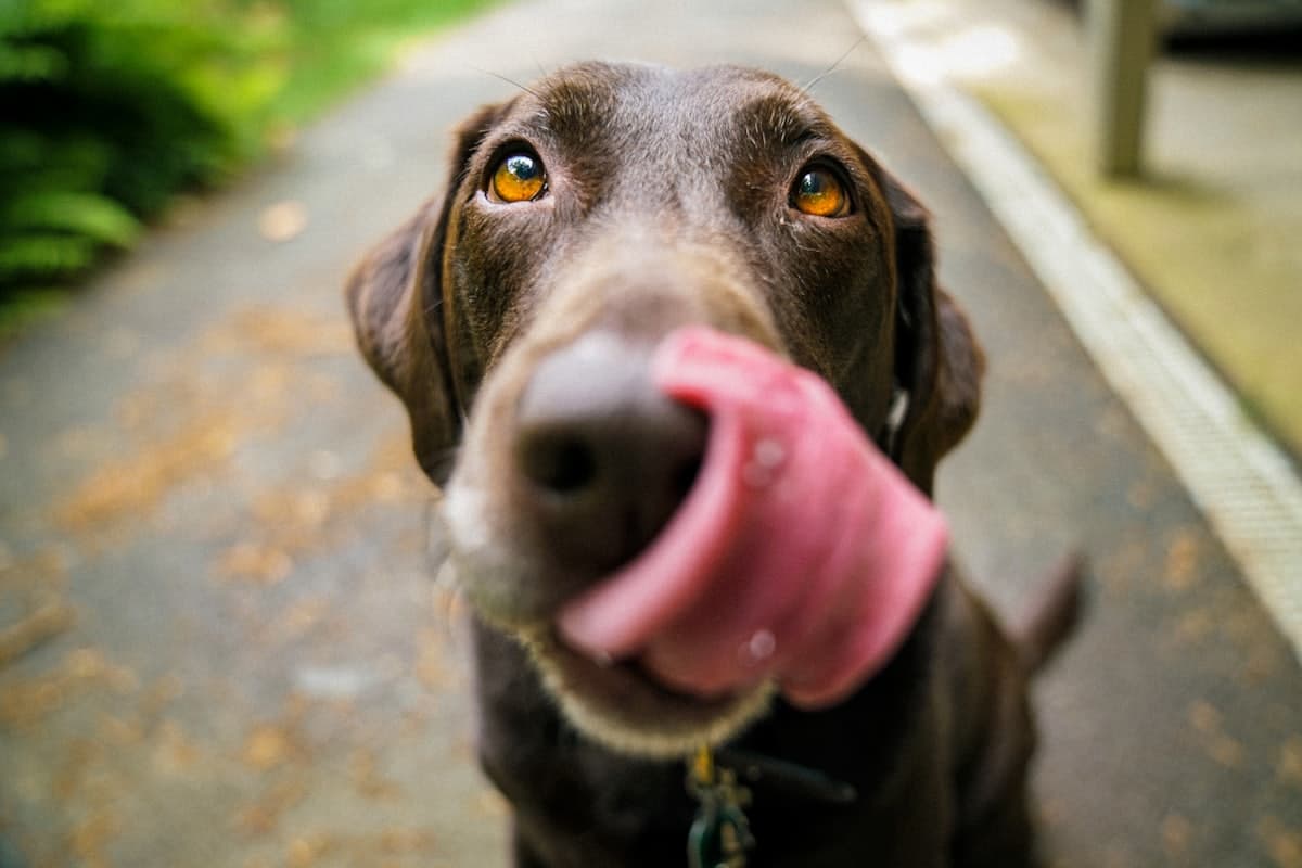 A chocolate labrador licking its nose, photographed close up