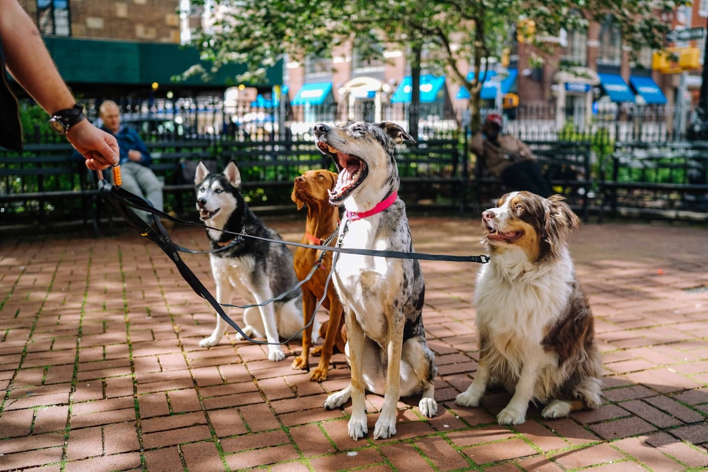 Four dogs on leads sitting together on a city sidewalk beside their walker