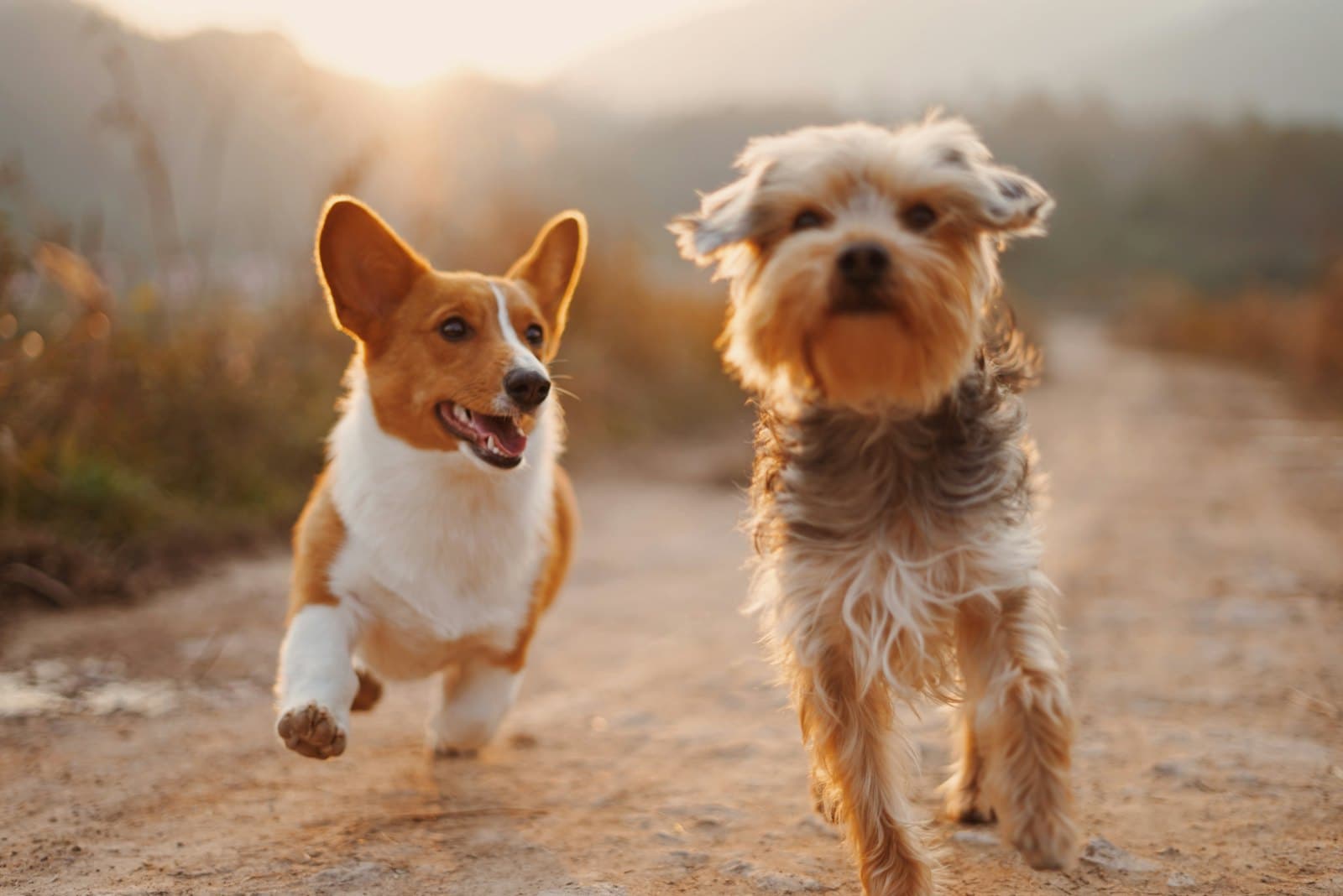 A corgi and a terrier running side by side down a dirt path at sunset