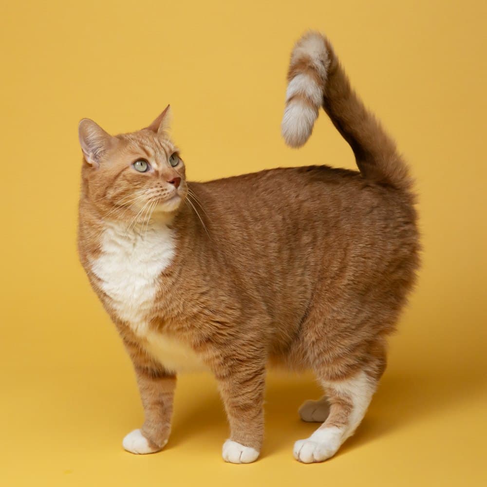 A ginger and white cat standing with its tail raised against a marigold yellow background