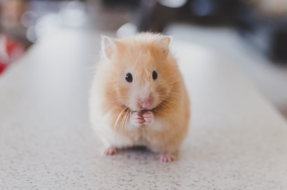 A small golden hamster sitting up on a kitchen counter