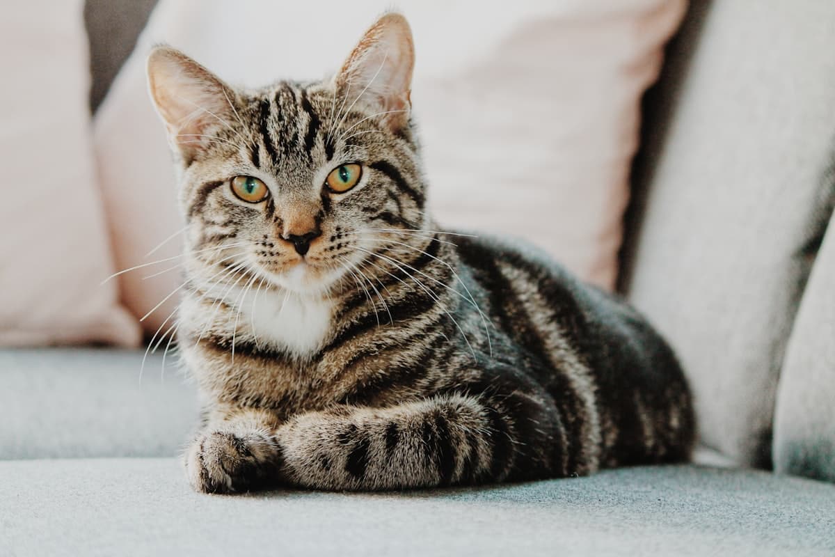 A tabby cat stretched out on a pale sofa among cushions